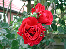 rozen_1